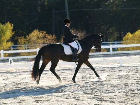 Visit Pick and Tuck Dressage and Eventing