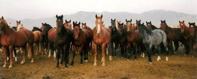 Visit ~Hoffman Horse Training~