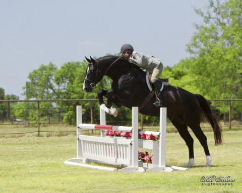 Visit Hogany Tops Farm - Hunters, Jumpers, Equitation