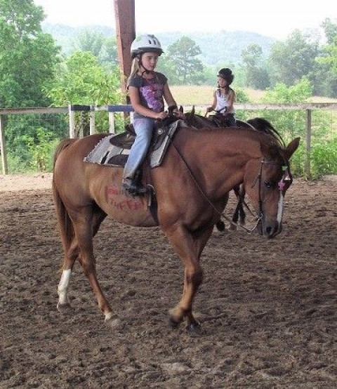 Visit Blue Point Stables, LLC  ONLY ►18 Min from W. Knoxville ► Premier Riding Lessons