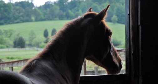 Visit Still Waters Farm Summer Camps