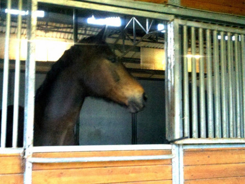 Visit ~WINDSONG FARM~ Riding stable  Venice, FL