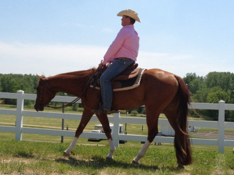 Visit AT Show Horses
