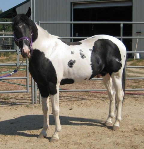 Visit C & S Ranch, Charlene & Steve Ulrich