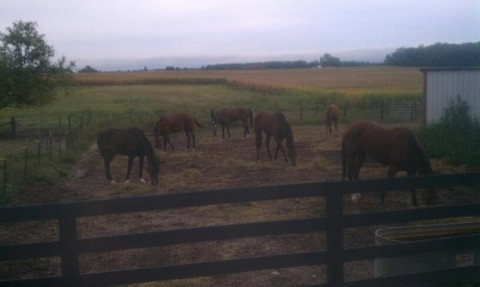 Visit Clover View Farm