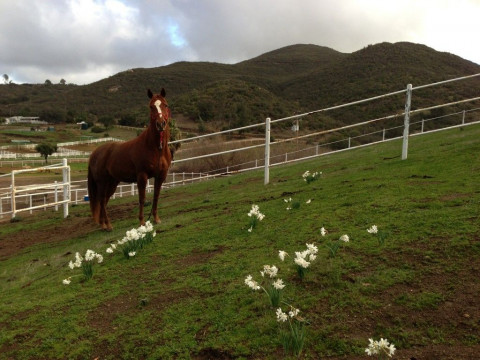 Visit Escondido Equestrian Center for Natural Horsemanship