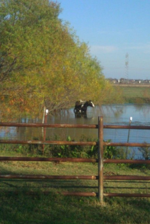 Serenity Stables - Horse Boarding Farm in Royse City, Texas