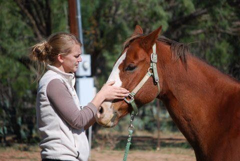 Visit Iowa Equine