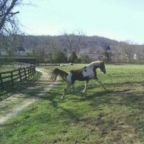 Visit Stables at Meadowview