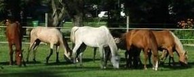 Visit Cathy's Corral