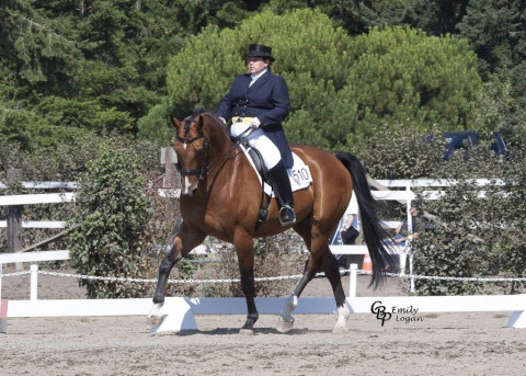 Visit Karen Moore- Pacific Moon Dressage