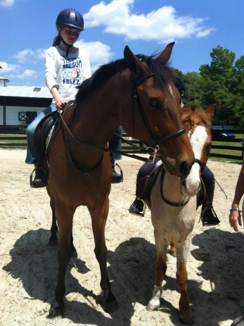 Visit Ashmore Equestrian Center