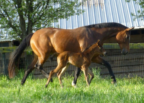 Visit CreekView Farm