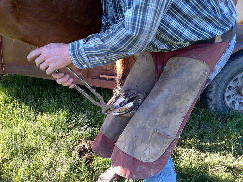 Visit JOEL HADDEN  FARRIERS SEVICES