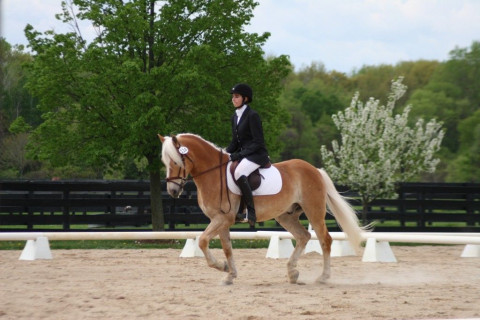 Visit Mane Attraction Haflingers