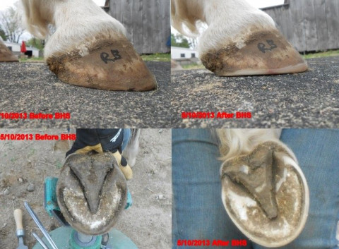 Visit Balanced Hoof Services