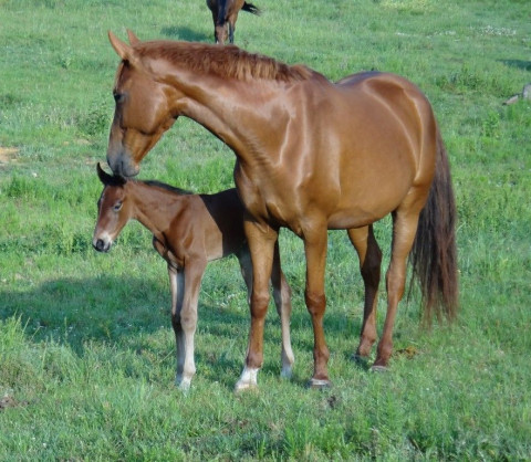 Visit Emerald Spring Equestrian Center