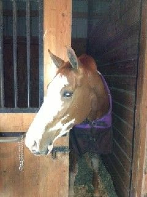 Visit The Equestrian Club at Ashwood Farm