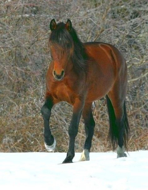 Visit Tamarack Stables Rivers Edge