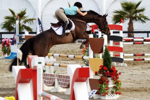 Visit Absolute Hunter Jumpers - Lisa Shane