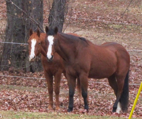 Visit New Hope Stables