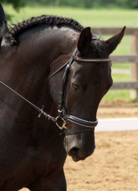 Visit Reanna Stables