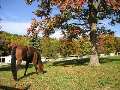 Visit Creekside Stables