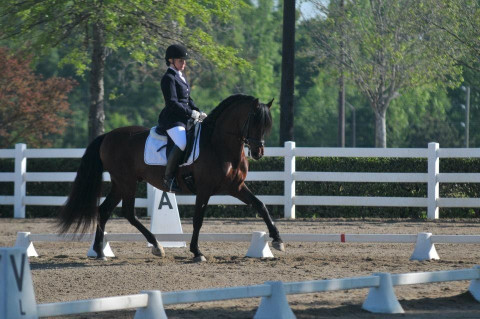 Visit Christy Lynn Hart Dressage