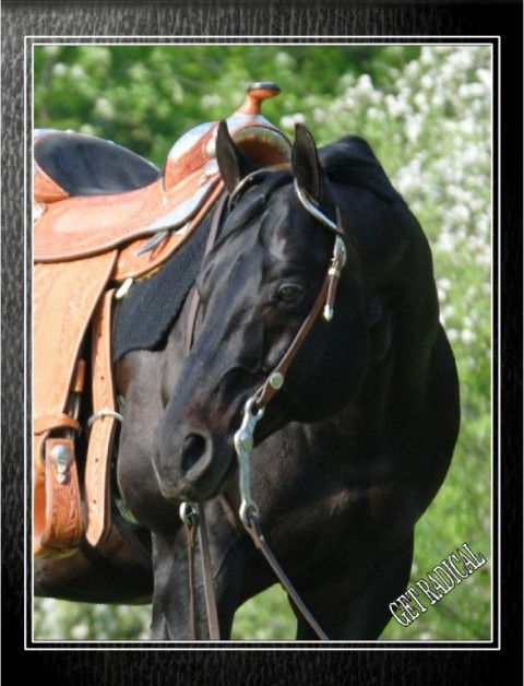 Visit GET RADICAL  Hanzinger Quarter Horses