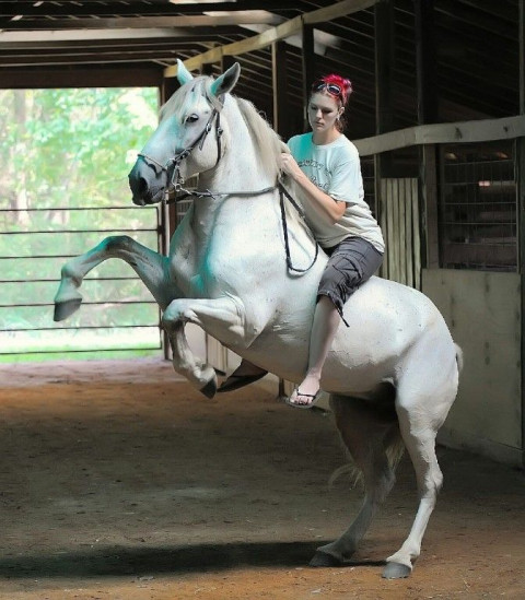 Visit Bridlewood Boarding Stables