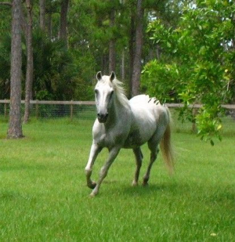 Visit Wishon Equine Habitat