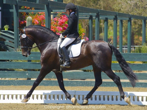 Visit Pacific Dressage, LLC