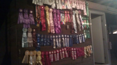 Visit Super Fine Equine