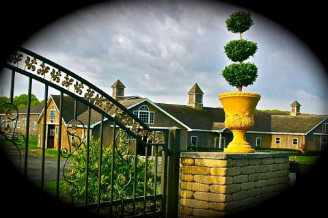 Visit Golden Gait Farm