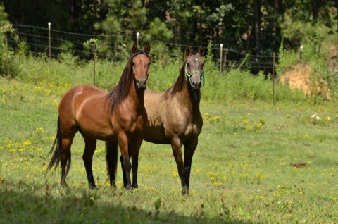 Visit Pair O' Docs Farm