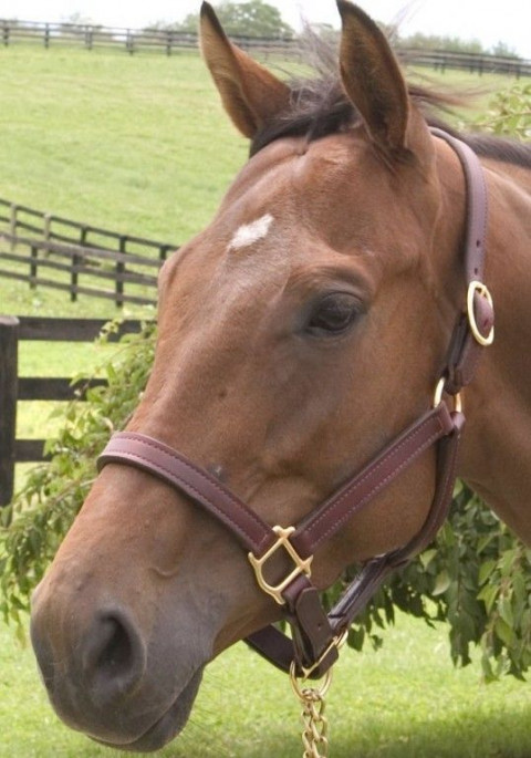 Visit Maple Crest Stables at Shamrock Abbey