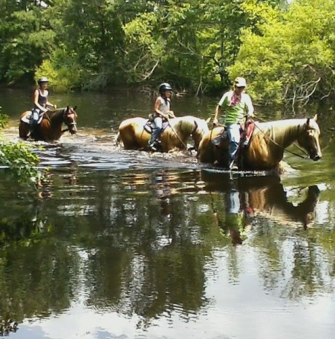 Visit Hidden Acres Horse Farm