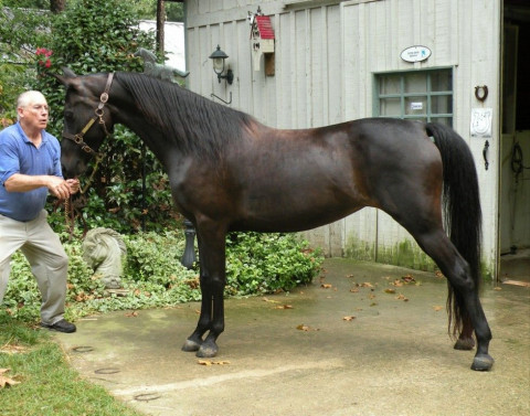 Visit Flintlock Morgan Farm