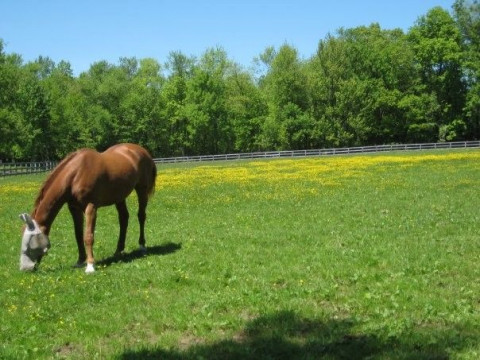 Visit Cathy Davis Inc. (Windsor Farm)