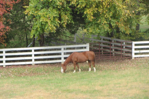 Visit Love 'n Life Farm