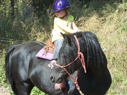 Visit Cross Creek Welsh Ponies & Cobs