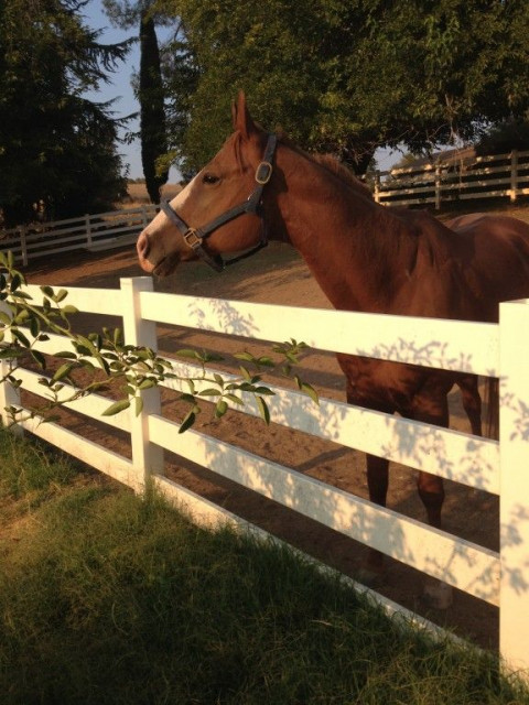 Visit O'Hanen Ranch