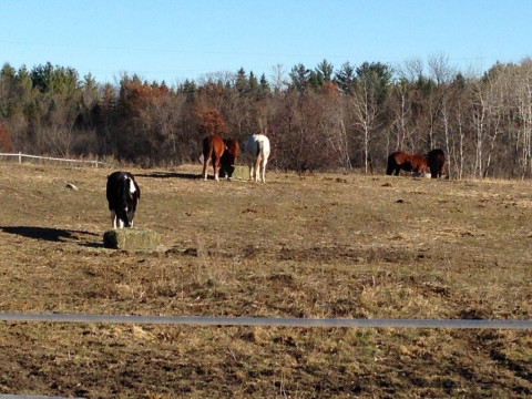 Visit Dances & Dreams Horsemanship