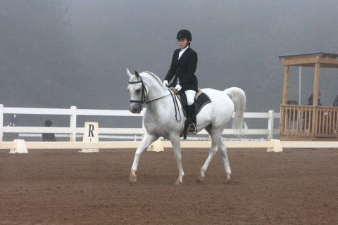 Visit VON UHL SCHOOL OF HORSEMANSHIP