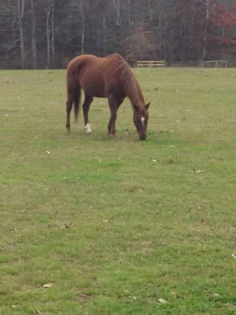 Visit Boodle Hole Stables