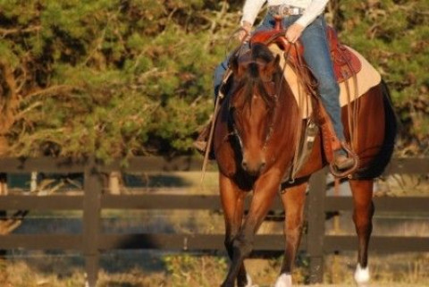 Visit Pure Joy Horsemanship - Lessons, Training, Clinics, and More!