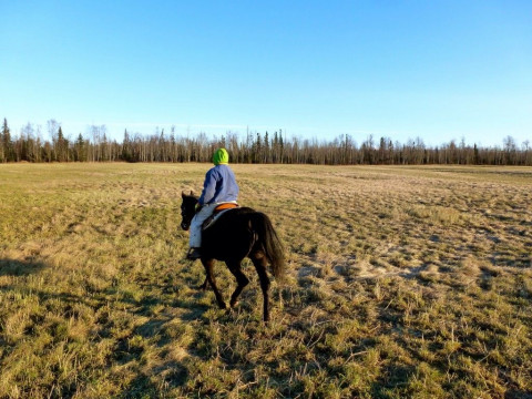 Visit Point Mac Horse Boarding