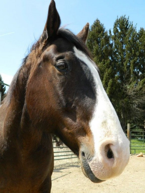 Visit Riding Lessons