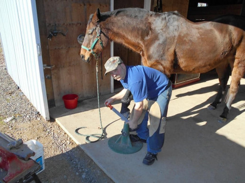 Visit Brian Arendt Horseshoeing