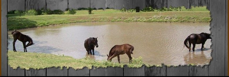 Visit Ivy Rose Equestrian Center
